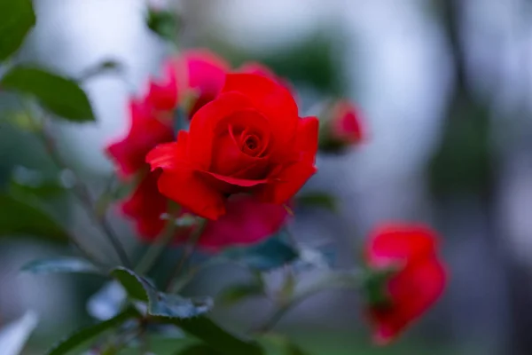 Röd Rosenblomma Ljusröd Ros Trädgården Vacker Suddig Bokeh Bakgrund Vackra — Stockfoto