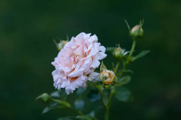 Mjuk Rosa Rosenblomma Rosa Ros Trädgården Vacker Suddig Bokeh Bakgrund — Stockfoto