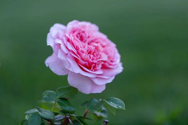 Sanft Rosa Rosenblüte Rosa Rose Garten Wunderschöner Verschwommener Bokeh Hintergrund — Stockfoto