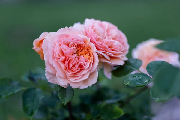 柔和的粉红色玫瑰花 粉色的玫瑰在花园里绽放 斑斓而模糊的背景 夏日早晨花园里美丽的玫瑰丛 — 图库照片