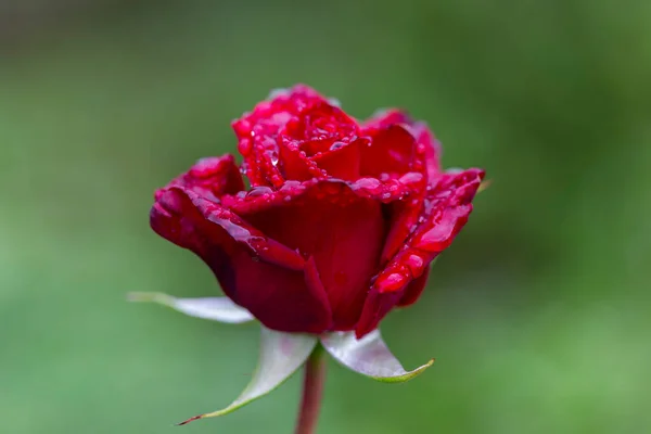 Flor Rosa Vermelha Rosa Vermelha Brilhante Jardim Lindo Fundo Bokeh — Fotografia de Stock