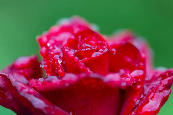 Röd Ros Utomhus Ros Blomma Trädgård Symbolen För Kärlek Och — Stockfoto