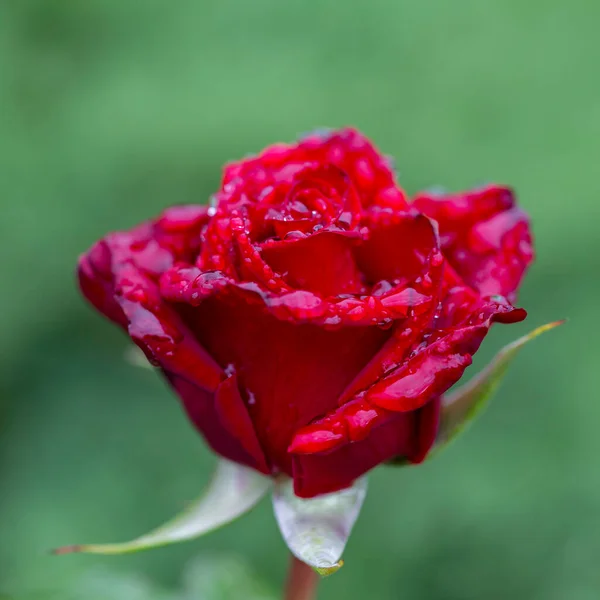 Röd Ros Utomhus Ros Blomma Trädgård Symbolen För Kärlek Och — Stockfoto