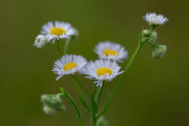Erigeron Annuus, papatya ya da papatya pire, papatya familyasından Avrupa 'da yaşayan bir bitki türü..