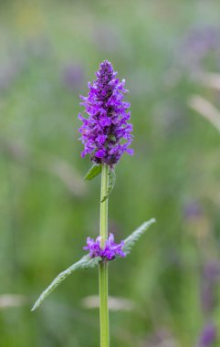 Betonica officinalis (syn. Stachys officinalis (yaygın olarak Hedgenettle, betony, ahşap betony, piskopos otu veya piskopos otu olarak bilinir), Lamiaceae familyasından bir bitki türü.. 