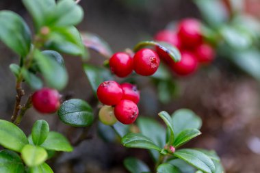 Aşı vitis-idaea, yaban mersini, dağ yaban mersini ya da inek üzümü, Ericaceae familyasından bir çalı türü. Doğadaki Lingonberry (Aşı vitis-idaea). 