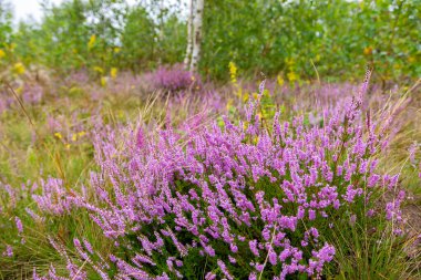 Toplu çiçek açan fundalık tarlaları (Calluna vulgaris) olan Karpat Dağları 'nın eşsiz manzarası. Karpatlar 'da çiçek açan Calluna vulgaris (yaygın fundalık, ling, veya sadece fundalık).