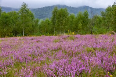 Toplu çiçek açan fundalık tarlaları (Calluna vulgaris) olan Karpat Dağları 'nın eşsiz manzarası. Karpatlar 'da çiçek açan Calluna vulgaris (yaygın fundalık, ling, veya sadece fundalık).