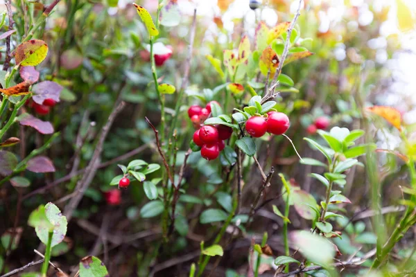 Vaccinium Vitis Idaea Lingonberry Partridgeberry Mountain Cranberry Cowberry Small Evergreen — Stock Photo, Image