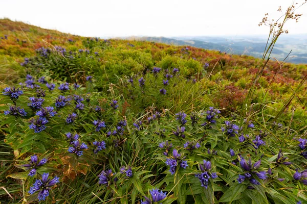 Gentiana Asclepiadea Willow Gentian Species Flowering Plant Family Gentianaceae Willow — Stock Photo, Image