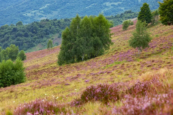 Unique Landscape Carpathian Mountains Mass Flowering Heather Fields Calluna Vulgaris — Stock Photo, Image