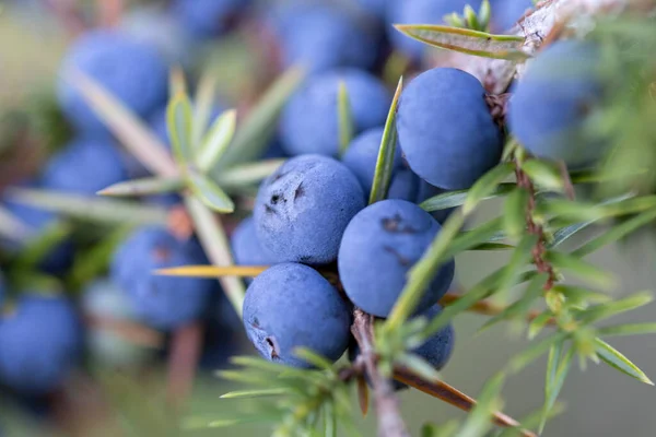 Juniperus communis, selvi (Cupressaceae) familyasından küçük bir ağaç türü. Taze mavi kozalaklı Juniperus Communis şubesi.