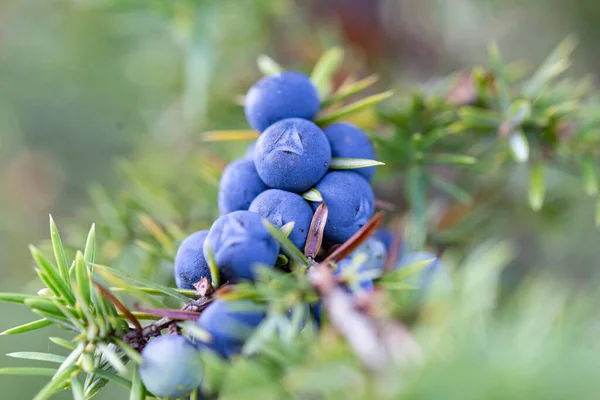 Juniperus Communis Una Especie Arbusto Familia Cupressaceae Rama Juniperus Communis — Foto de Stock