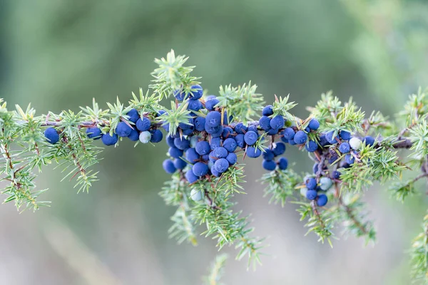 Juniperus Communis Common Juniper Species Small Tree Shrub Cypress Family — Stock Photo, Image