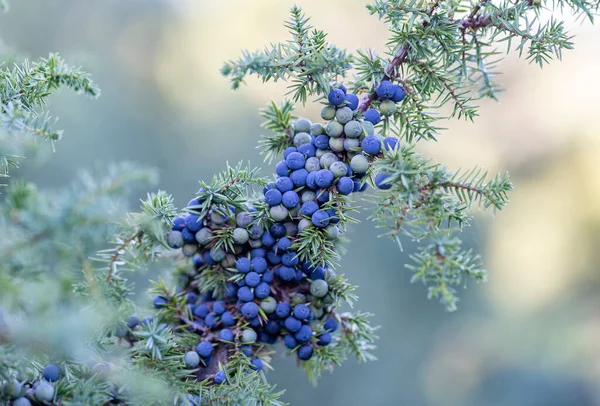 Juniperus Communis Common Juniper Species Small Tree Shrub Cypress Family — Stock Photo, Image