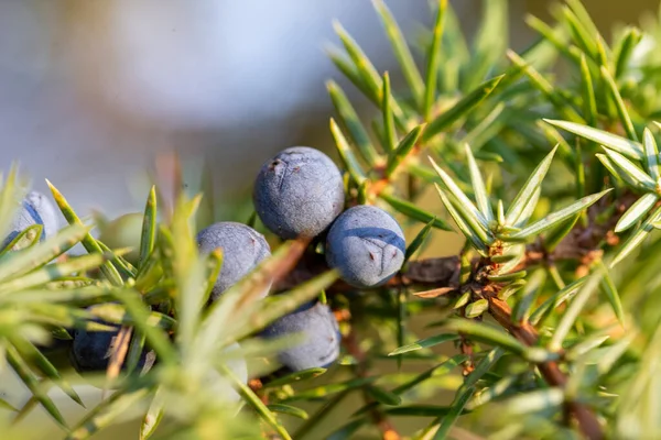 Juniperus communis, selvi (Cupressaceae) familyasından küçük bir ağaç türü. Taze mavi kozalaklı Juniperus Communis şubesi.