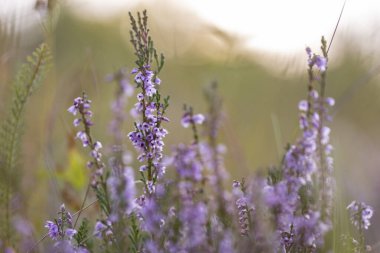 Calluna vulgaris ya da bilinen adıyla Calluna vulgaris, çiçekli bir bitki familyasıdır. Akşam ışığında vahşi Calluna vulgaris (yaygın fundalık) açarlar. Bal bitkisi Calluna vulgaris.