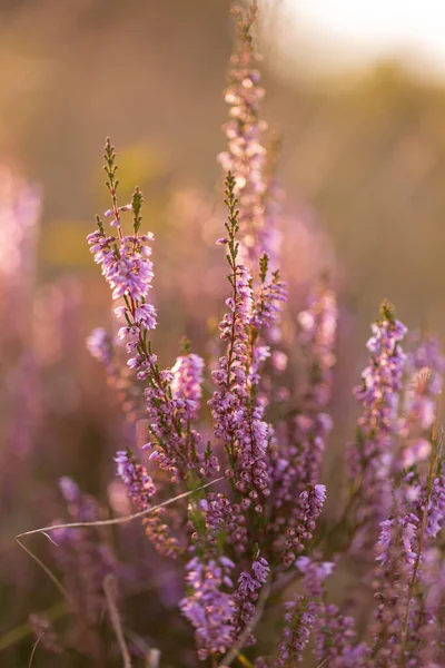 Calluna Vulgaris Κοινά Ρείκια Λαγόνια Ρείκια Είναι Μια Ανθοφόρα Οικογένεια — Φωτογραφία Αρχείου