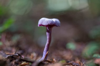 Mor menekşe mantarlı Ametist aldatıcı (Laccaria amethystina). Ametist düzenbaz (Laccaria ametistina).