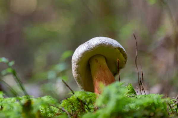 Caloboletus Calopus Comumente Conhecido Como Bolete Faia Amarga Bolete Escarlate — Fotografia de Stock