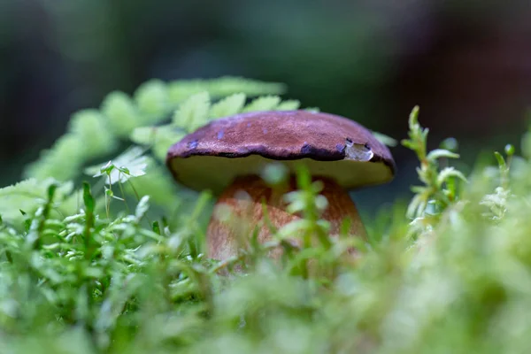 Imleria Badia 食用キノコ 自然環境における真菌 ベイBoleteの例 Imleria Badia Syn ボレトス バディウス — ストック写真