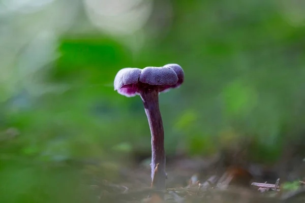 Cogumelo Violeta Roxo Ametista Enganador Laccaria Amethystina Enganador Ametista Laccaria — Fotografia de Stock