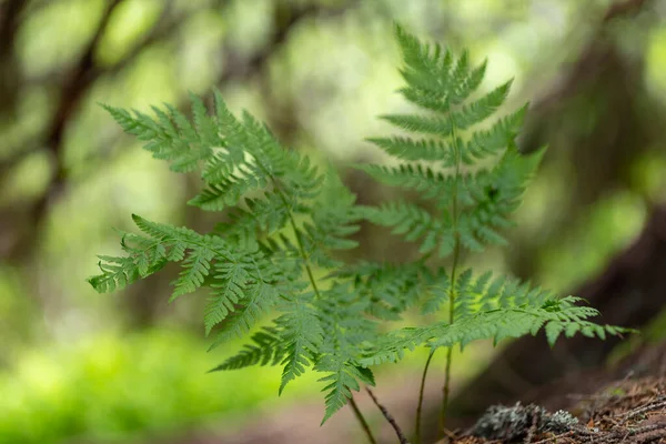 Dryopteris Carthusiana Felce Fibbia Stretta Una Specie Felce Della Famiglia — Foto Stock