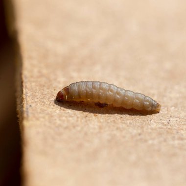 Galleria mellonella, daha büyük balmumu güvesi veya bal peteği güvesi, Pyralidae familyasından bir kelebek türü. daha fazla balmumu güvesi (Galleria mellonella) parazitleşme bal arıları ve çalışmalarının sonuçları.