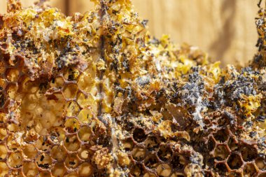 Galleria mellonella, daha büyük balmumu güvesi veya bal peteği güvesi, Pyralidae familyasından bir kelebek türü. daha fazla balmumu güvesi (Galleria mellonella) parazitleşme bal arıları ve çalışmalarının sonuçları.