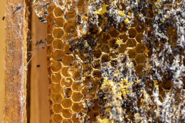 Galleria mellonella, daha büyük balmumu güvesi veya bal peteği güvesi, Pyralidae familyasından bir kelebek türü. daha fazla balmumu güvesi (Galleria mellonella) parazitleşme bal arıları ve çalışmalarının sonuçları.