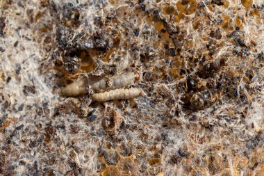 Galleria mellonella, daha büyük balmumu güvesi veya bal peteği güvesi, Pyralidae familyasından bir kelebek türü. daha fazla balmumu güvesi (Galleria mellonella) parazitleşme bal arıları ve çalışmalarının sonuçları.