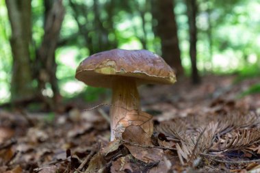 Boletus edulis, ormanda yenilebilir mantar. Mantarın adı - sepet, penilik çörek, porcino veya porcini.