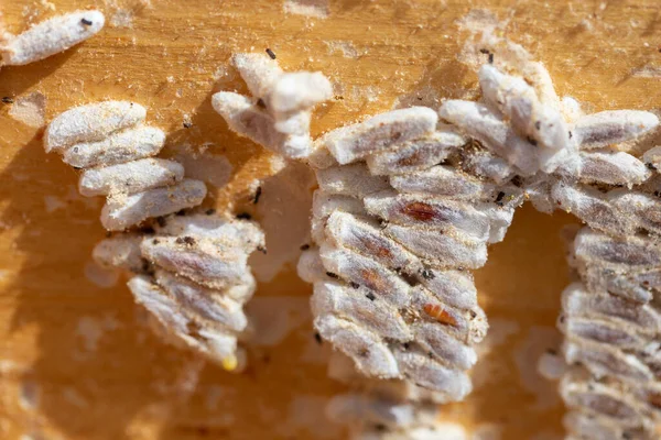 Galleria mellonella, daha büyük balmumu güvesi veya bal peteği güvesi, Pyralidae familyasından bir kelebek türü. daha fazla balmumu güvesi (Galleria mellonella) parazitleşme bal arıları ve çalışmalarının sonuçları.