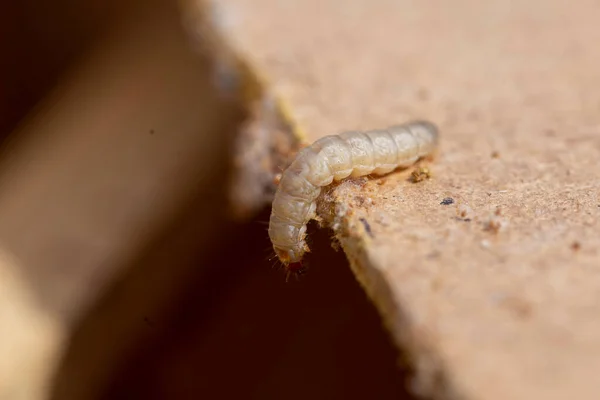 Galleria mellonella, daha büyük balmumu güvesi veya bal peteği güvesi, Pyralidae familyasından bir kelebek türü. daha fazla balmumu güvesi (Galleria mellonella) parazitleşme bal arıları ve çalışmalarının sonuçları.