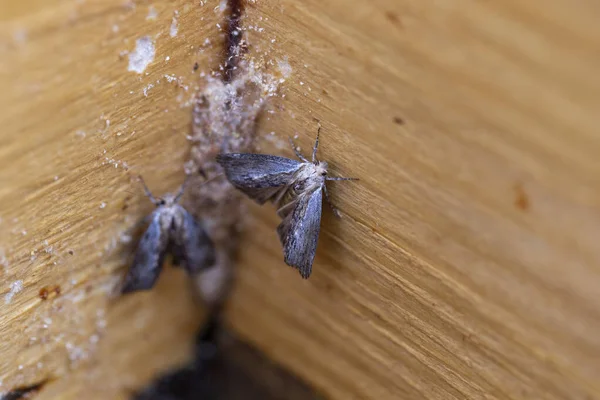 Galleria Mellonella Daha Büyük Balmumu Güvesi Veya Bal Peteği Güvesi — Stok fotoğraf