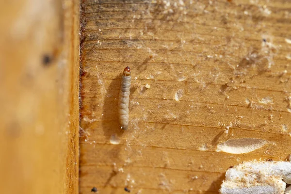 Galleria Mellonella Una Polilla Perteneciente Familia Pyralidae Polilla Cera Mayor — Foto de Stock