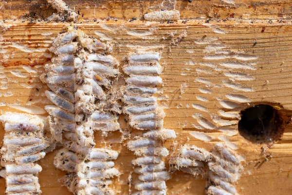 Galleria mellonella, daha büyük balmumu güvesi veya bal peteği güvesi, Pyralidae familyasından bir kelebek türü. daha fazla balmumu güvesi (Galleria mellonella) parazitleşme bal arıları ve çalışmalarının sonuçları.