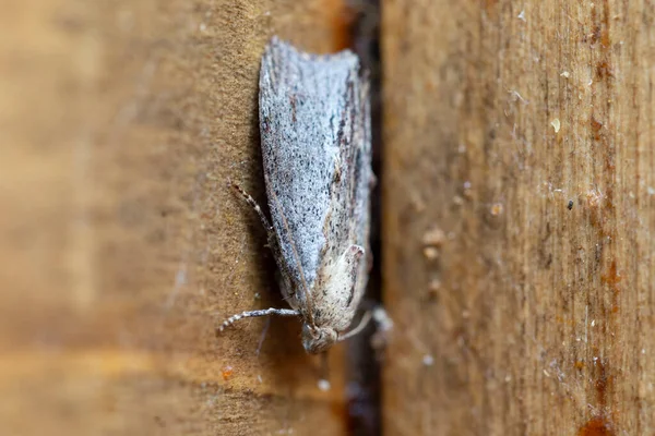 Galleria Mellonella Daha Büyük Balmumu Güvesi Veya Bal Peteği Güvesi — Stok fotoğraf