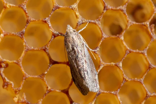 Galleria Mellonella Daha Büyük Balmumu Güvesi Veya Bal Peteği Güvesi — Stok fotoğraf