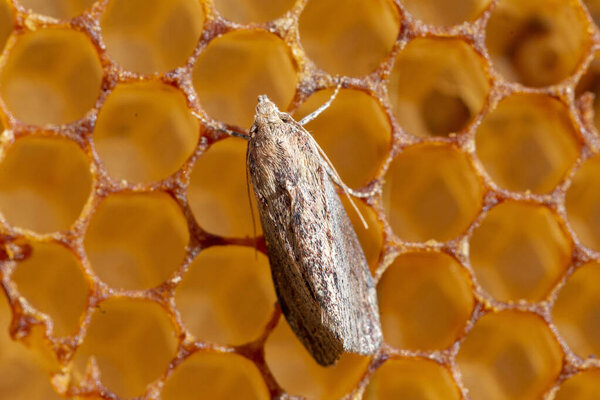 Galleria mellonella, the greater wax moth or honeycomb moth, is a moth of the family Pyralidae. greater wax moth (Galleria mellonella) parasitization honeybees and results of its work.
