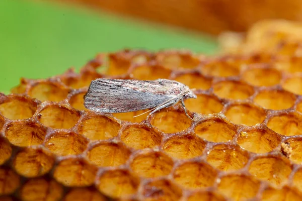 Galleria Mellonella Або Великий Восковий Метелик Метелик Родини Pyralidae Більший — стокове фото