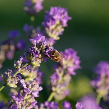 Bal arısı lavanta çiçeklerini döller. Böceklerle çürüyen bitki, güneşli lavanta. Tarladaki lavanta çiçekleri. Yumuşak odak, yakın çekim makro resim zekası bulanık arkaplan.