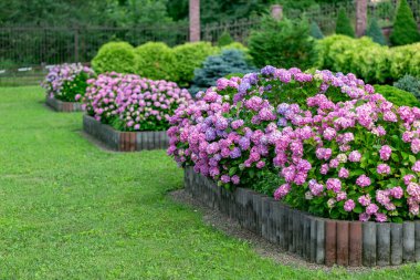 Ortanca çiçeği (Hydrangea makrophylla) bir bahçede. Hydrangea makrophylla çalılarını kullanarak peyzaj. Çiçekli mavi ve kırmızı renkli ortanca çalısı yakın plan. Peyzaj konsepti.