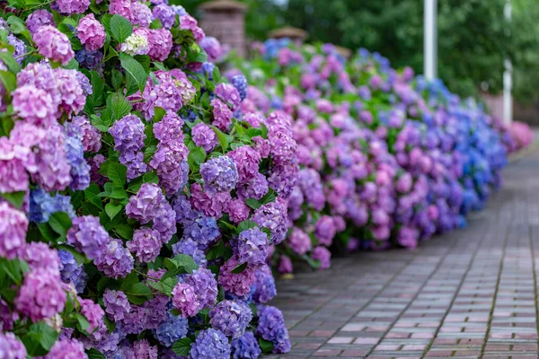 Hydrangea flower (Hydrangea macrophylla) in a garden. Landscaping using Hydrangea macrophylla bushes. Flowering bush of blue and red colored hydrangea close-up. The concept of landscaping.