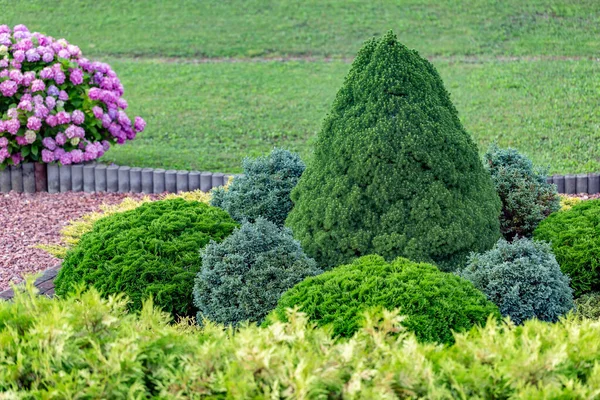 Ortanca çiçeği (Hydrangea makrophylla) bir bahçede. Hydrangea makrophylla çalılarını kullanarak peyzaj. Çiçekli mavi ve kırmızı renkli ortanca çalısı yakın plan. Peyzaj konsepti.