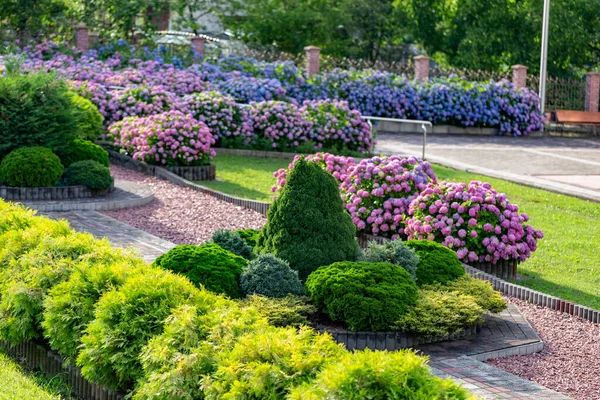 Ortanca çiçeği (Hydrangea makrophylla) bir bahçede. Hydrangea makrophylla çalılarını kullanarak peyzaj. Çiçekli mavi ve kırmızı renkli ortanca çalısı yakın plan. Peyzaj konsepti.