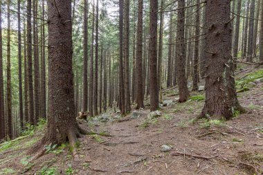 Güneş ışınlarıyla aydınlatılan Spruce Ağaçları, Sis 'in içinden geçen bir halı yosun ve orman zeminini kaplayan taşlar. Karpat Dağları 'ndaki doğal relict ladini (Picea abies) ormanı.