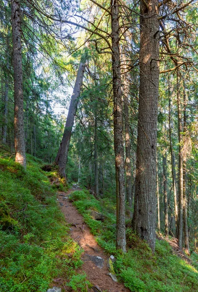 Bos Van Zwitserse Stenen Dennenbomen Verlicht Door Zonnestralen Een Tapijt — Stockfoto