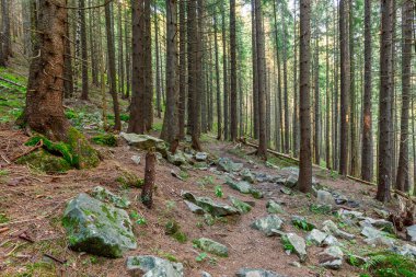 Güneş ışınlarıyla aydınlatılan Spruce Ağaçları, Sis 'in içinden geçen bir halı yosun ve orman zeminini kaplayan taşlar. Karpat Dağları 'ndaki doğal relict ladini (Picea abies) ormanı.