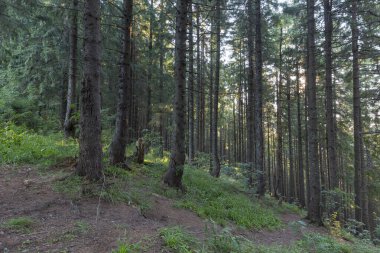 Güneş ışınlarıyla aydınlatılan Spruce Ağaçları, Sis 'in içinden geçen bir halı yosun ve orman zeminini kaplayan taşlar. Karpat Dağları 'ndaki doğal relict ladini (Picea abies) ormanı.